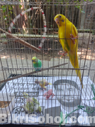 Budgerigar Master Pair